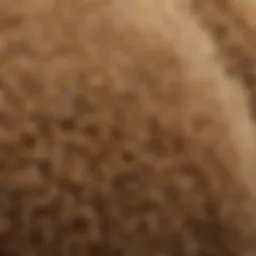 Close-up of high porosity hair texture